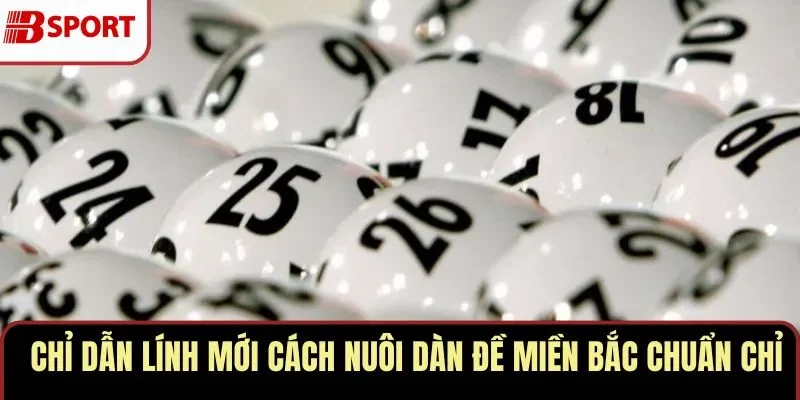 Nuôi dàn đề miền Bắc