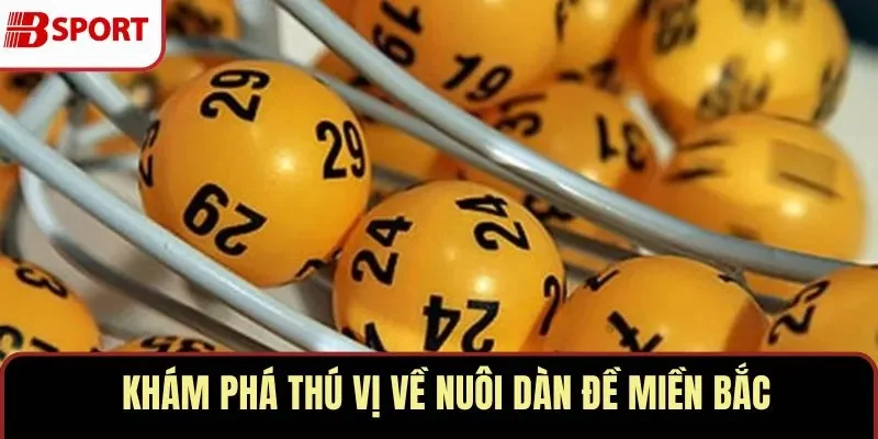 Nuôi dàn đề miền Bắc